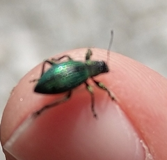 Polydrusus smaragdulus