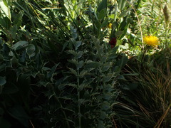 Cirsium scopulorum