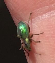 Polydrusus smaragdulus