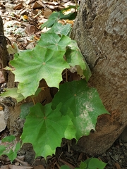 Pterospermum acerifolium