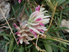 Trifolium dasyphyllum
