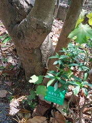 Pterospermum acerifolium