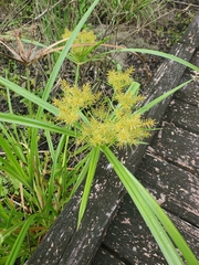 Cyperus odoratus image