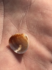 Laevicardium mortoni