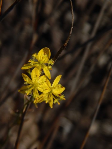 Image of Bulbine favosa by no rights reserved