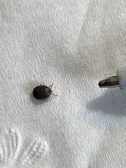 Amblyomma americanum