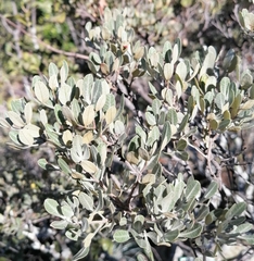 Searsia magalismontana magalismontana