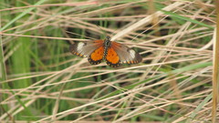 Acraea serena