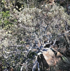 Searsia magalismontana magalismontana