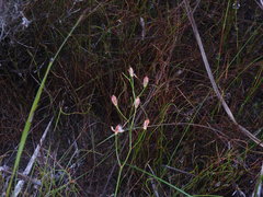 Eriospermum schlechteri