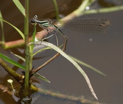 Pseudocopera ciliata