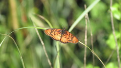 Acraea petraea