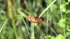 Acraea petraea