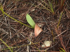 Eriospermum schlechteri