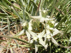 Asclepias eminens