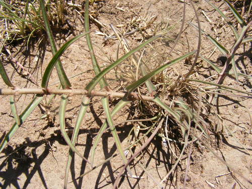 Image of Asclepias eminens by no rights reserved