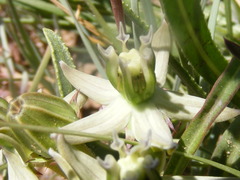 Asclepias eminens