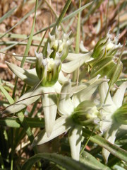 Asclepias eminens
