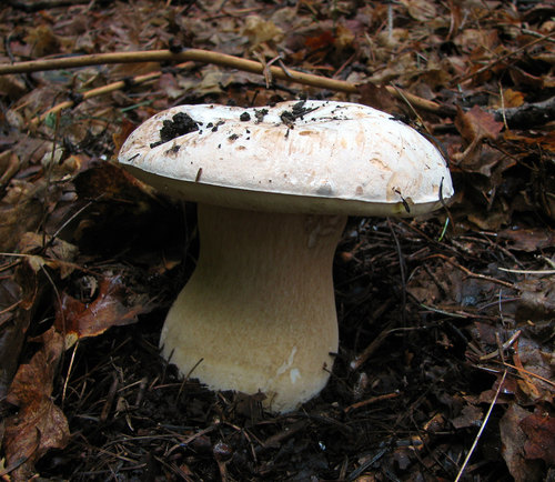 Barrow's Bolete