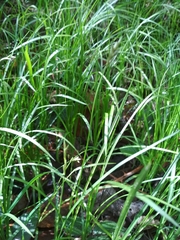 Carex brizoides