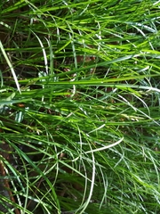 Carex brizoides