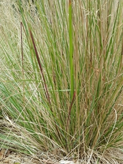 Poa ensiformis