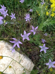 Campanula rapunculus