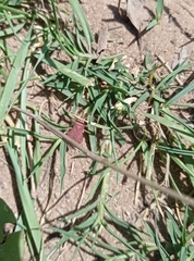 Haploprocta sulcicornis