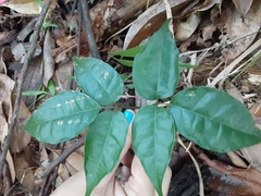 Dacryodes excelsa