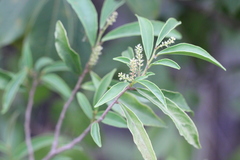 Antidesma venosum