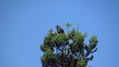 Stephanoaetus coronatus