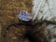 Borysthenes maculatus