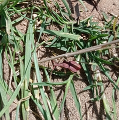 Haploprocta sulcicornis