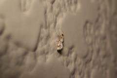 Microchilo inexpectellus