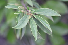 Antidesma venosum