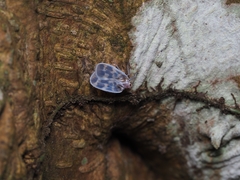 Borysthenes maculatus