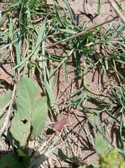 Haploprocta sulcicornis