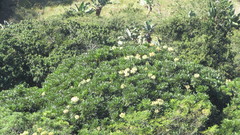 Neocussonia umbellifera