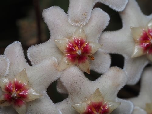 Hoya carnosa
