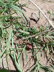 Haploprocta sulcicornis