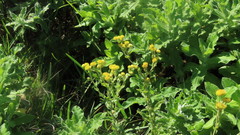 Helichrysum foetidum