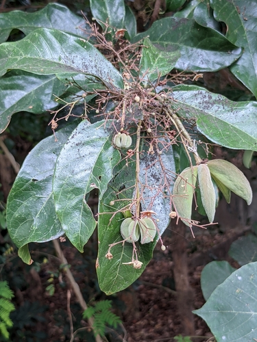 Image of Sterculia lanceolata by (c) portioid, some rights reserved (CC BY)