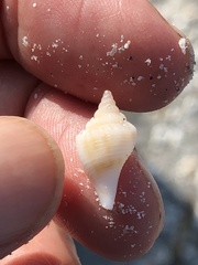 Strombus alatus image