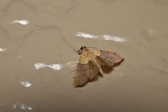 Agrotera posticalis