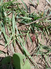 Haploprocta sulcicornis