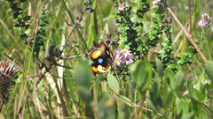 Junonia hierta cebrene