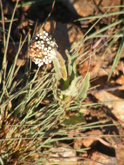 Asclepias fallax