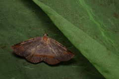 Mecodina nubiferalis