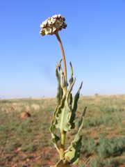 Asclepias fallax