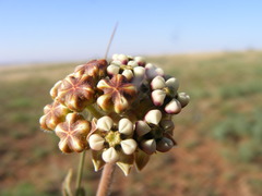 Asclepias fallax